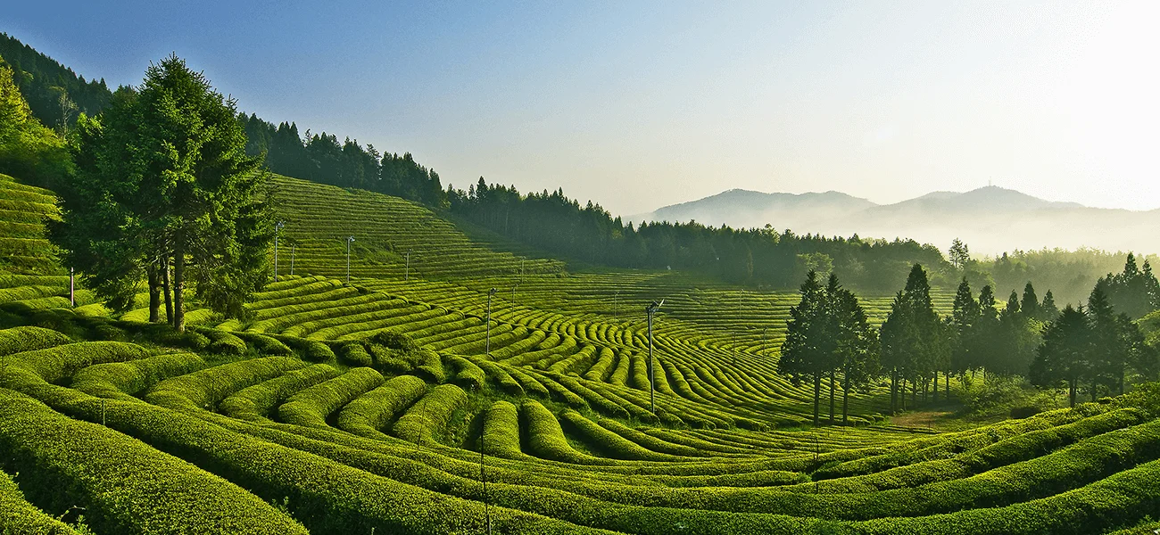 Korean Green Tea farm located in South Korea